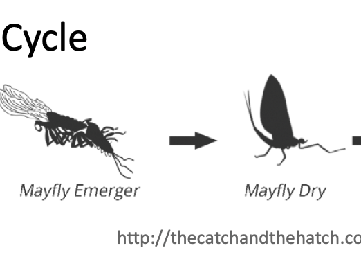 Mayfly Life Cycle - The Catch and the Hatch - UWOTF