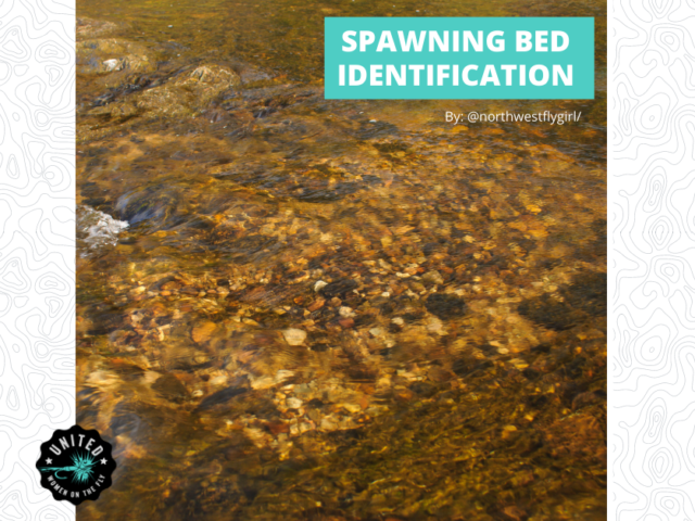 Fish Spawning Bed Identification Blog by Heather Hodson