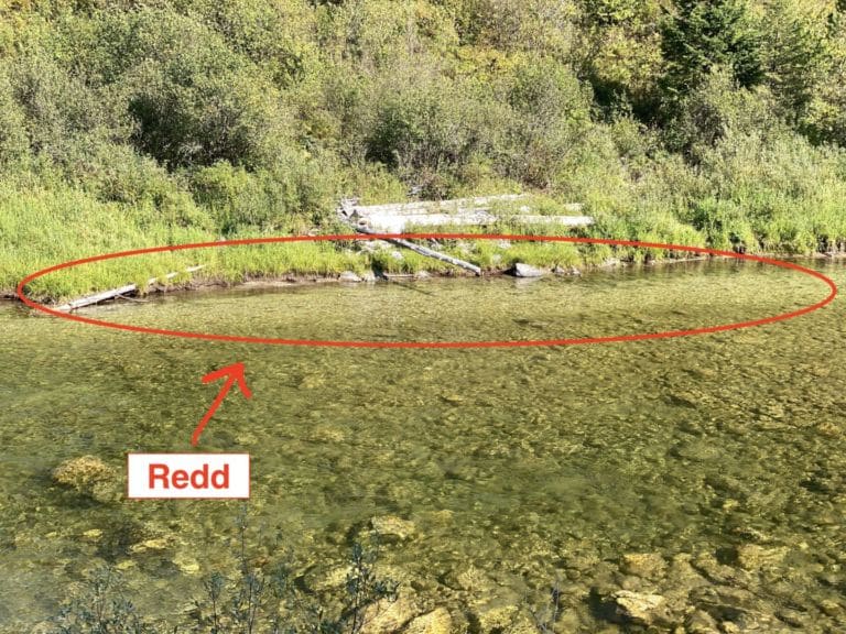 Identifying a Redd Trout Spawning Beds