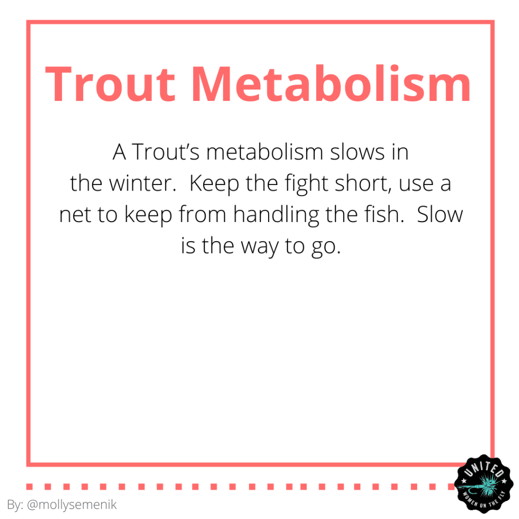 Tips for Winter Trout Fishing by Molly Semenik