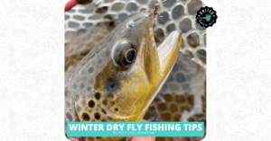 Winter Dry Fly Fishing Tips
