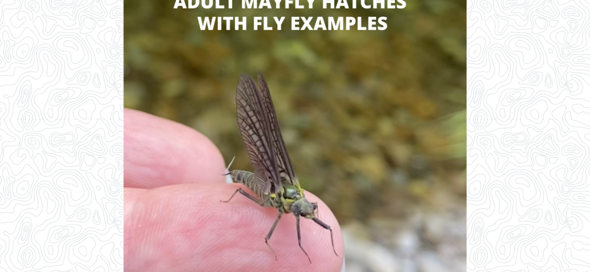 Adult Mayfly Hatches with Fly Examples - Featured Image 1200 x 628