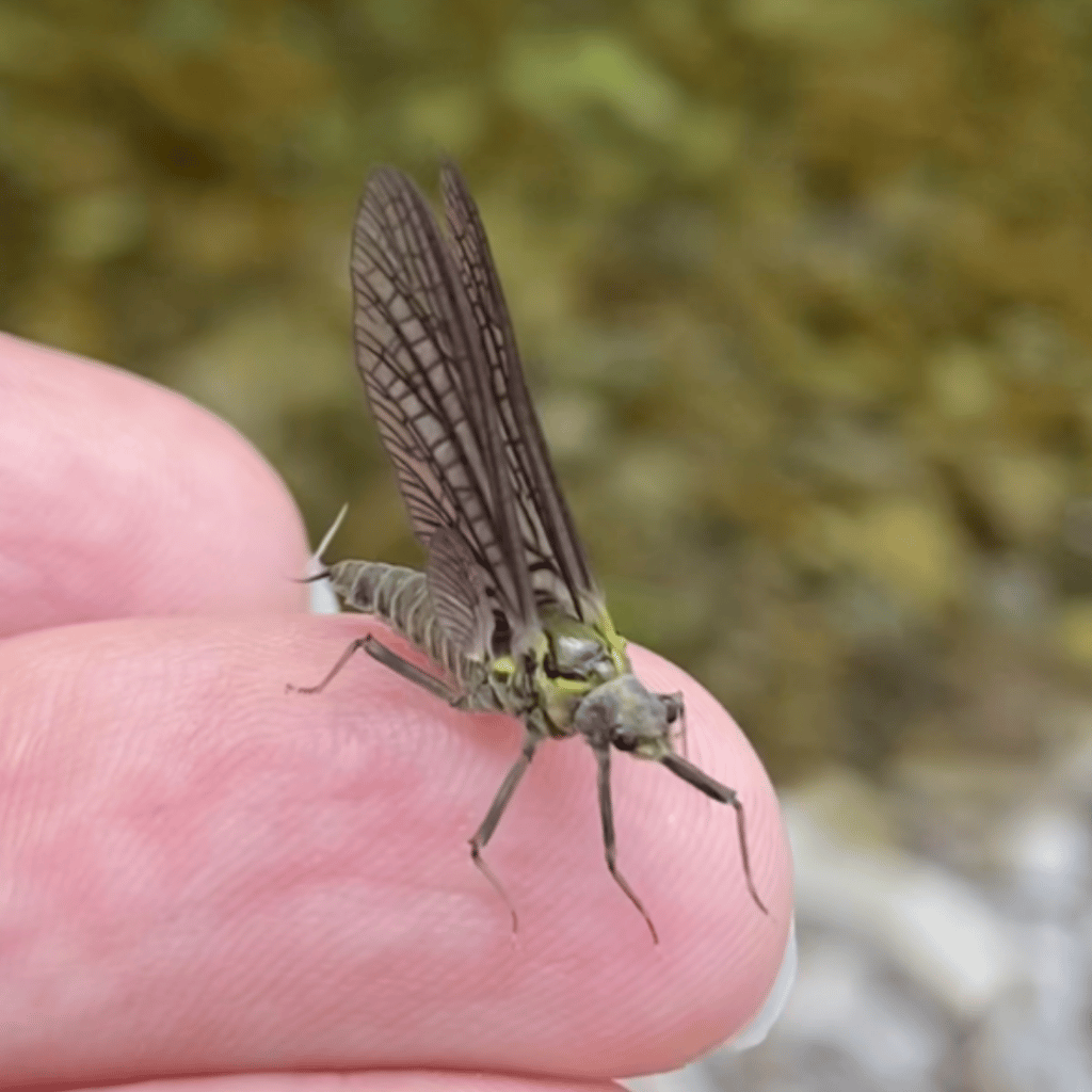Green Drake Adult - Mayfly Life Cycle - United Women on the Fly