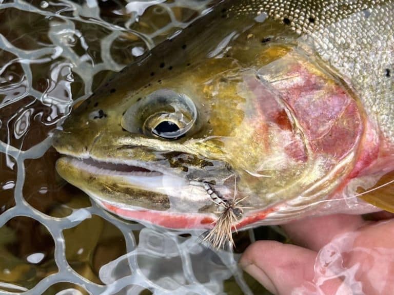 Dry Fly Eat - Green Drake - United Women on the Fly