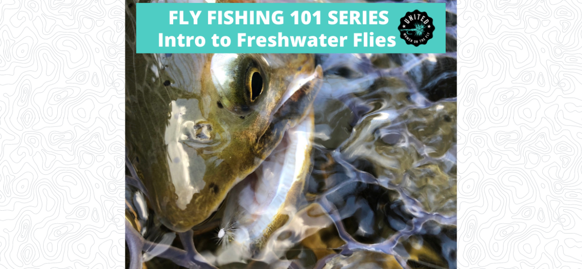 Fly Fishing 101 Series - Introducation to Freshwater Flies - Featured Images