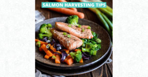 Salmon Harvesting Tips - Featured Image 1200 x 628