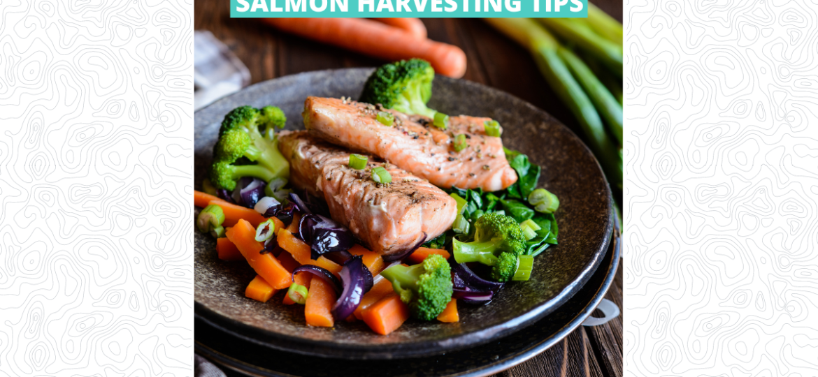 Salmon Harvesting Tips - Featured Image 1200 x 628