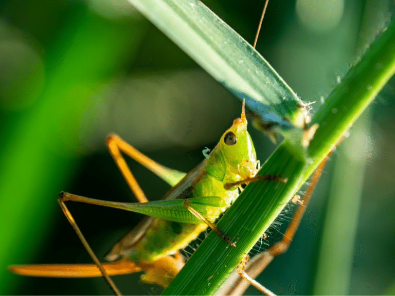 Terrestrial Flies - Grasshopper