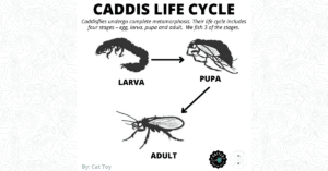 Caddis Life Cycle