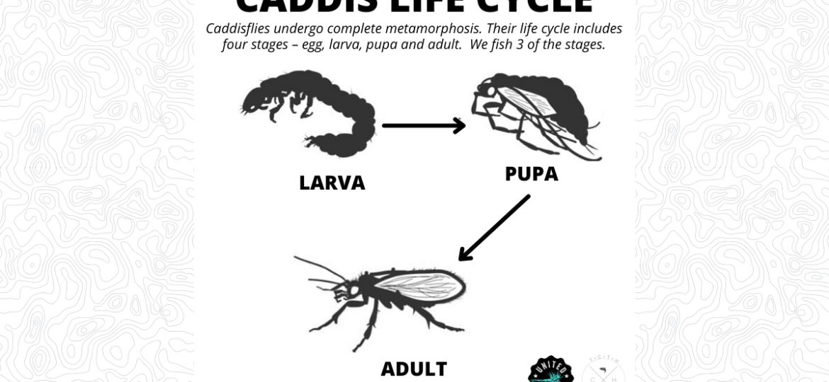 Caddis Life Cycle
