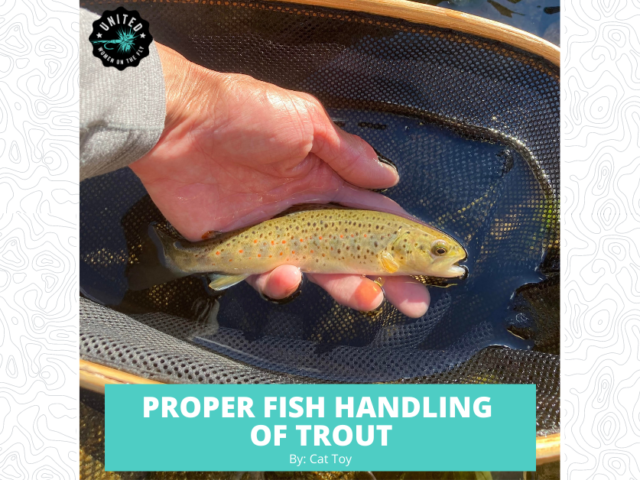 Proper Fish Handling of Trout By Cat Toy - Featured Image