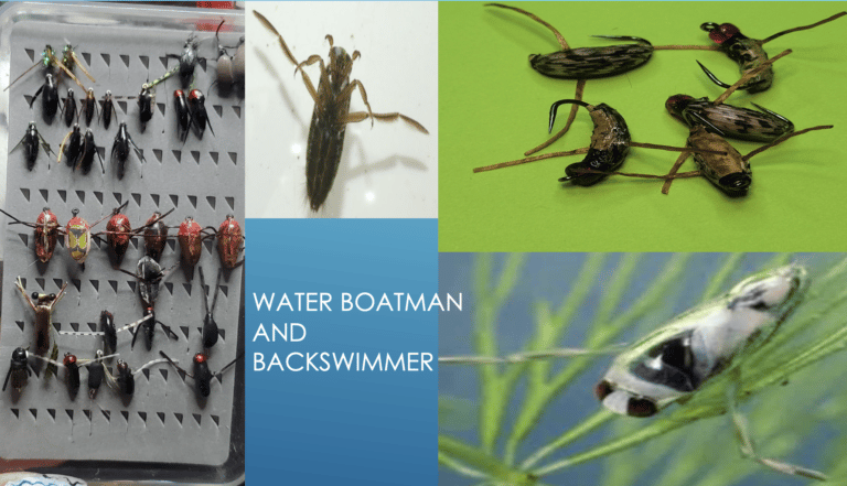 Water Boatman and Backswimmers - Aggie Fritz