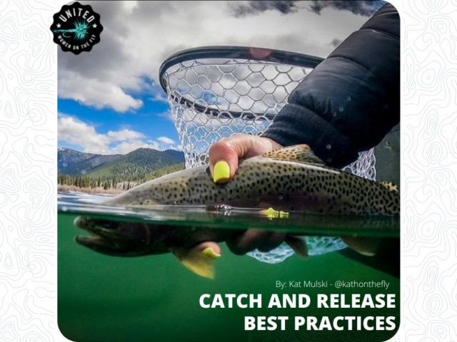 Catch and Release Best Practices with Kat